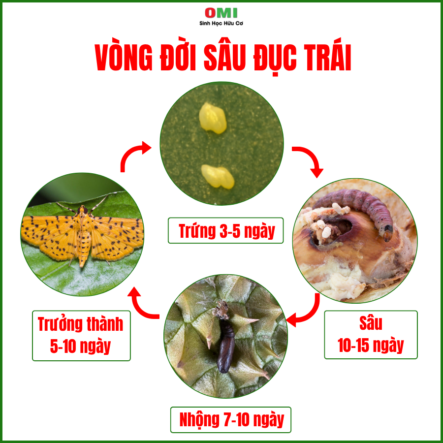 Vòng đời sâu đục trái sầu riêng